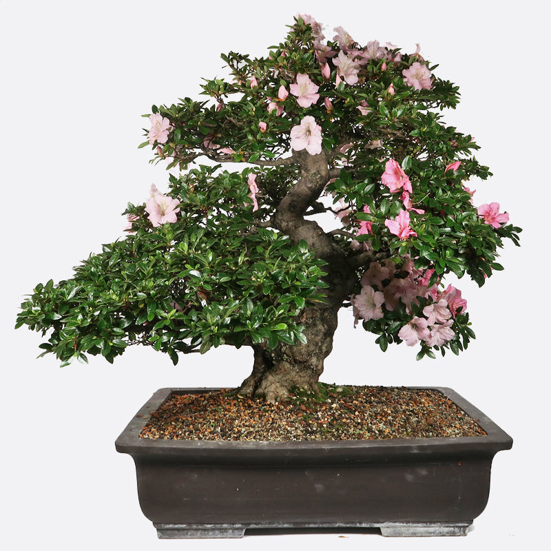 Azalea - Azalee ca. 55 jährig, 80 cm, Gartenbonsai