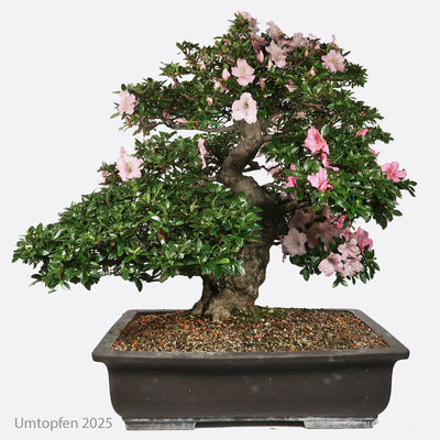 Azalea - Azalee ca. 55 jährig, 80 cm, Gartenbonsai