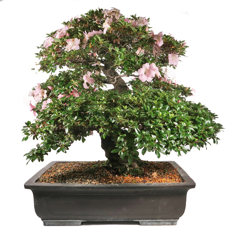 Azalea - Azalee ca. 55 jährig, 80 cm, Gartenbonsai