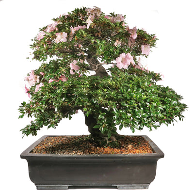Azalea - Azalee ca. 55 jährig, 80 cm, Gartenbonsai