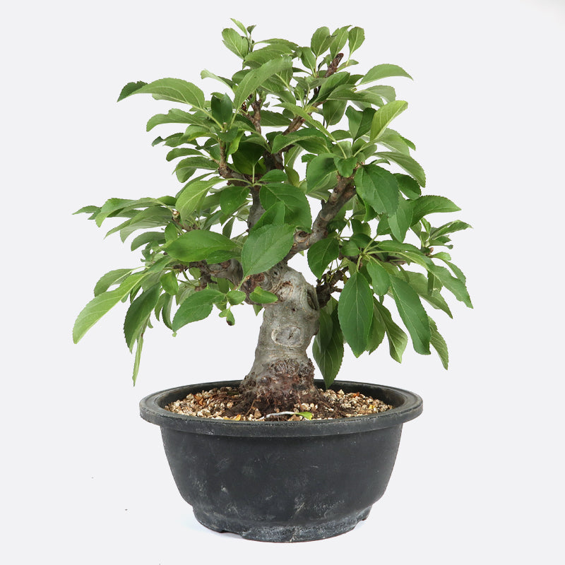 Malus sieboldii - Japanapfelbaum, ca. 17 jährig, 30-35 cm, Gartenbonsai