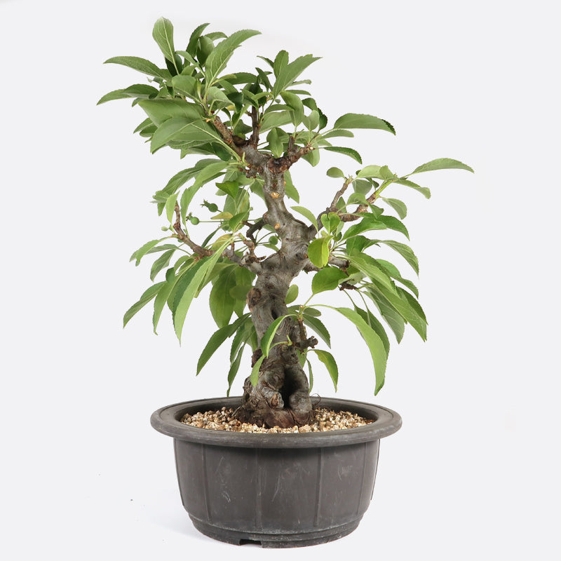 Malus siboldii - Japanapfelbaum, ca. 17 jährig, 35-40 cm, Gartenbonsai