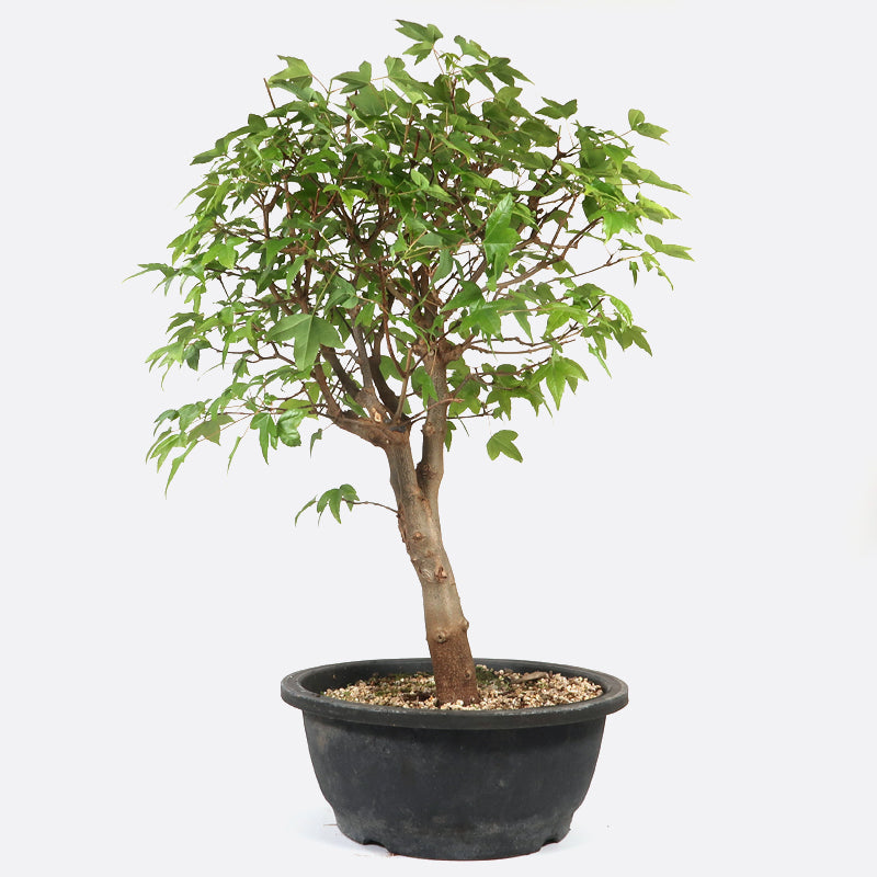 Acer buergerianum - Dreispitzahorn, ca. 16 jährig, 50-55 cm Gartenbonsai