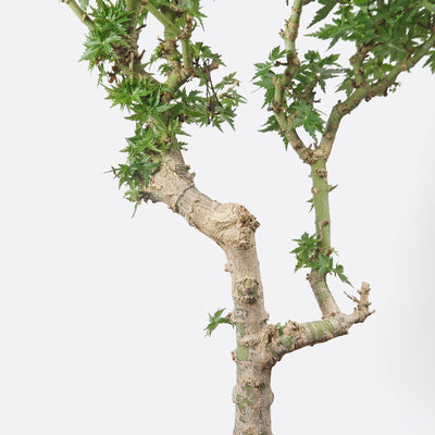 Acer palmatum shishigashira - Löwenkopfahorn, 15 jährig, 50-55 cm, Gartenbonsai
