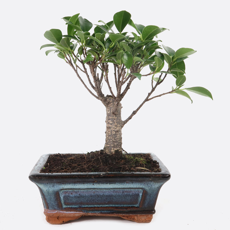 Ficus retusa - Lorbeerfeige, ca. 6 jährig, 20-25 cm, Zimmerbonsai