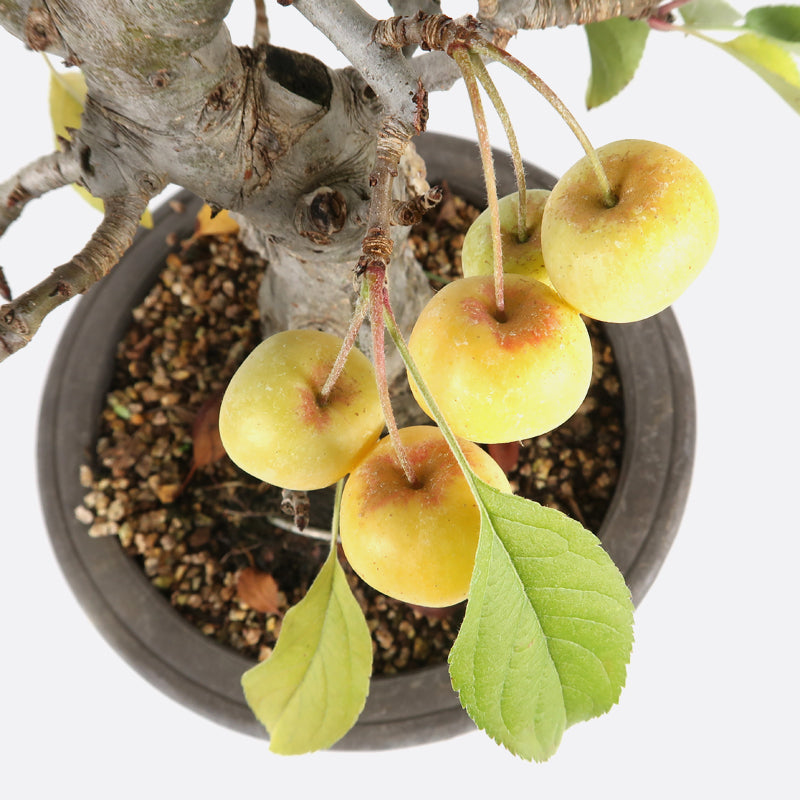 Malus sieboldii - Japanapfelbaum, ca. 17 jährig, 30-35 cm, Gartenbonsai