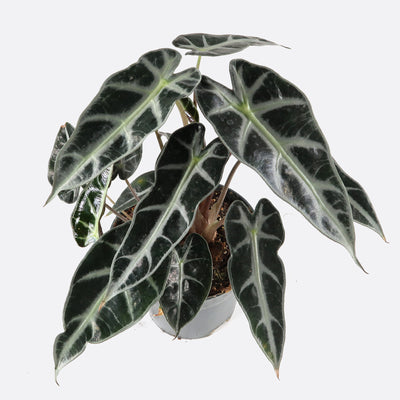 Alocasia arrow