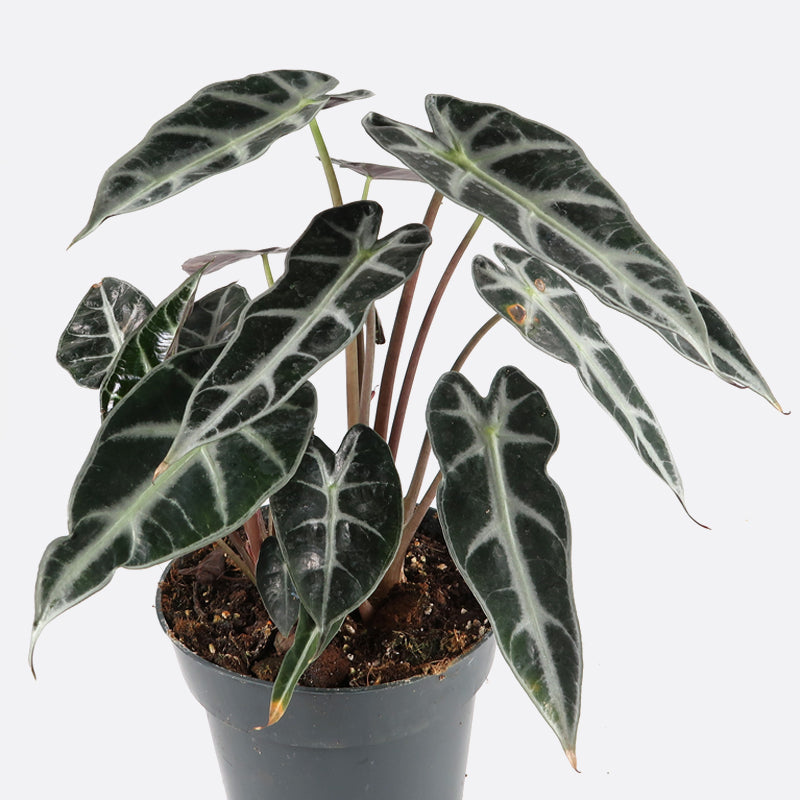 Alocasia arrow