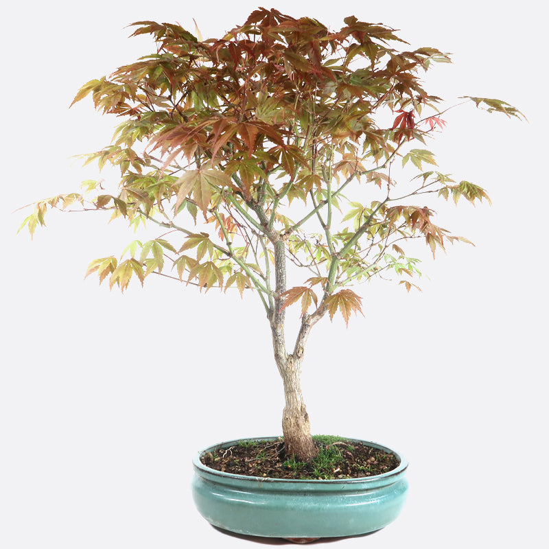 Acer atropurpureum - Roter Fächerahorn, ca. 17 jährig, 50-55 cm, Gartenbonsai