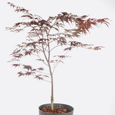 Acer atropurpureum - Roter Fächerahorn, Pflanze zum Gestalten, Gartenbonsai