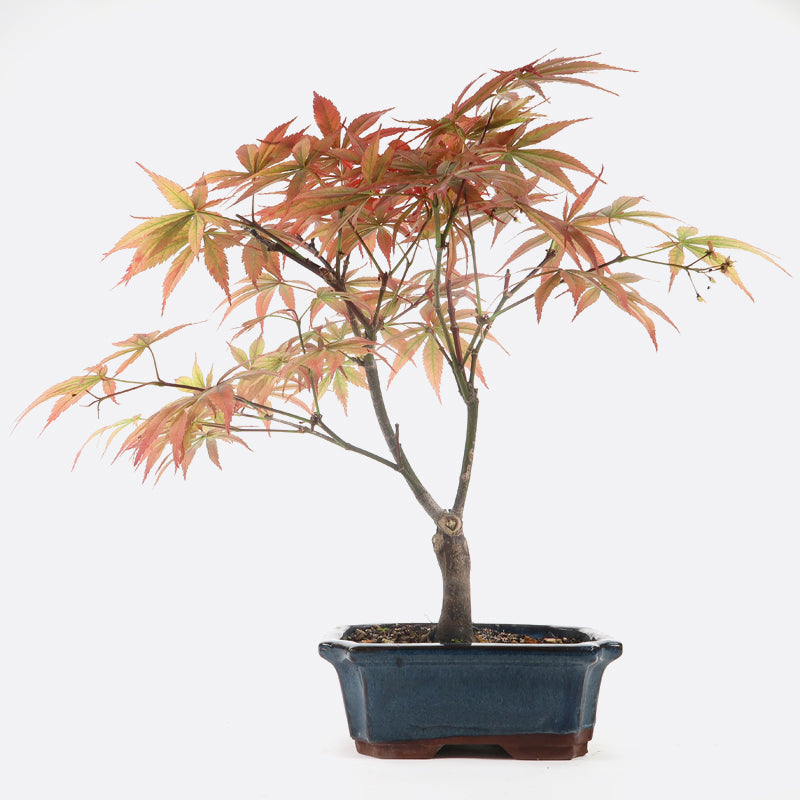 Acer atropurpureum - Roter Fächerahorn, ca. 7-8 jährig, 30-35 cm, Gartenbonsai