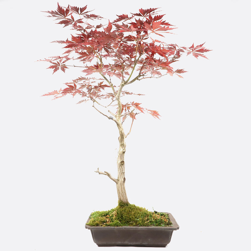 Acer atropurpureum - Roter Fächerahorn, ca. 14 jährig, 60-65 cm, Gartenbonsai