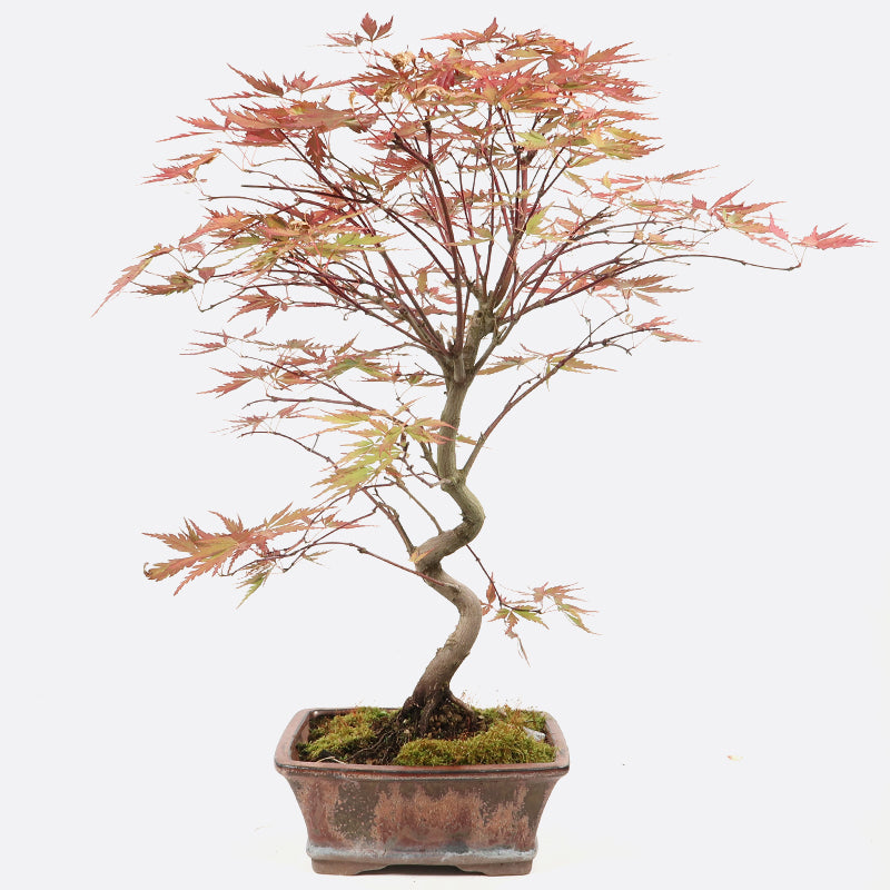 Acer atropurpureum - Roter Fächerahorn, ca. 14 jährig, 50-55 cm, Gartenbonsai