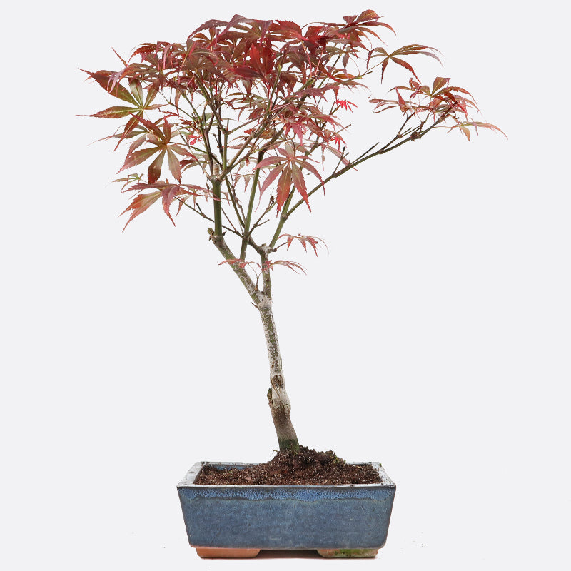 Acer atropurpureum - Roter Fächerahorn, ca. 10 jährig, 40-45 cm, Gartenbonsai