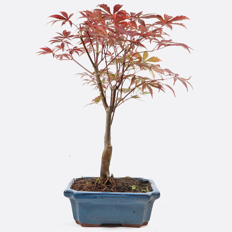 Acer atropurpureum - Roter Fächerahorn, ca. 10 jährig, 40-45 cm, Gartenbonsai