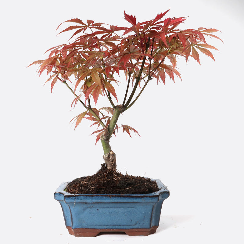 Acer atropurpureum - Roter Fächerahorn, ca. 7-8 jährig, 25-30 cm, Gartenbonsai