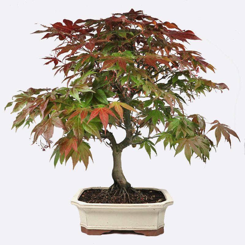 Acer atropurpureum - Roter Fächerahorn, ca. 16-17 jährig, 50-55 cm, Gartenbonsai