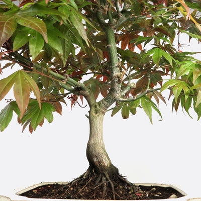 Acer atropurpureum - Roter Fächerahorn, ca. 16-17 jährig, 50-55 cm, Gartenbonsai