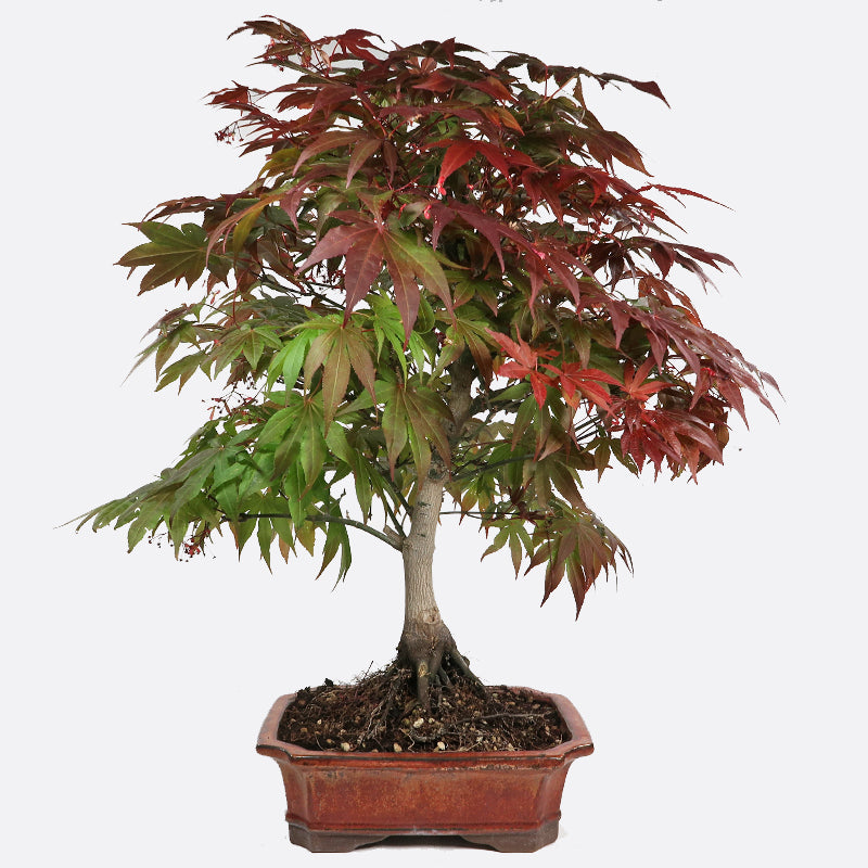 Acer atropurpureum - Roter Fächerahorn, ca. 16-17 jährig, 60-65 cm, Gartenbonsai
