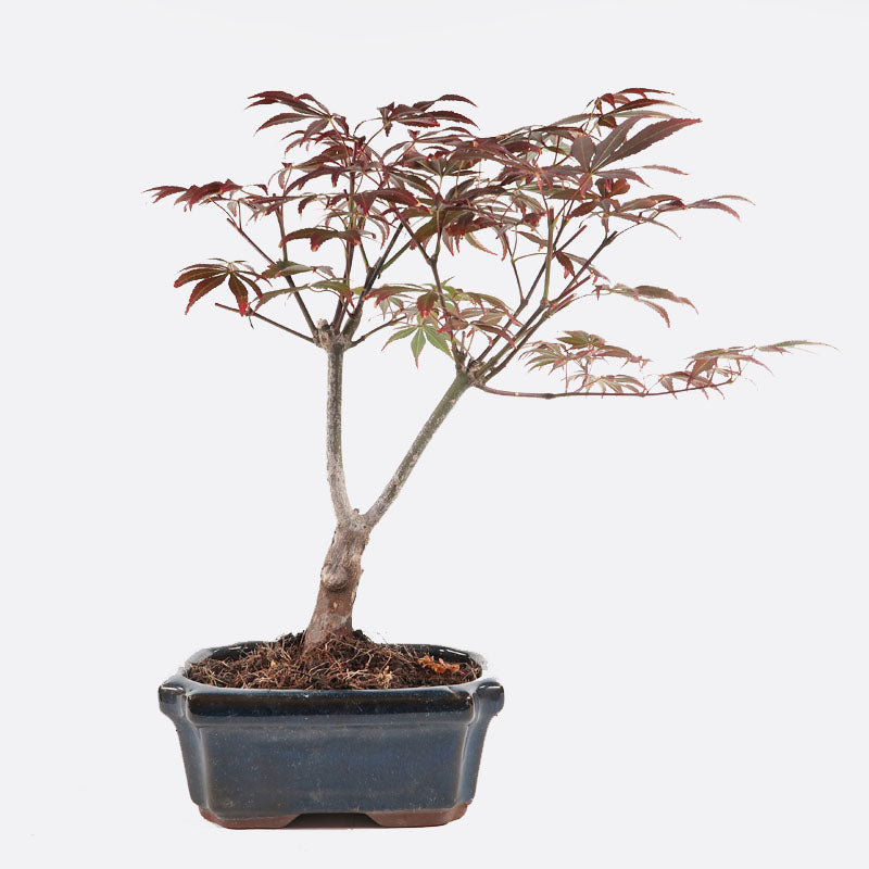 Acer - Ahorn