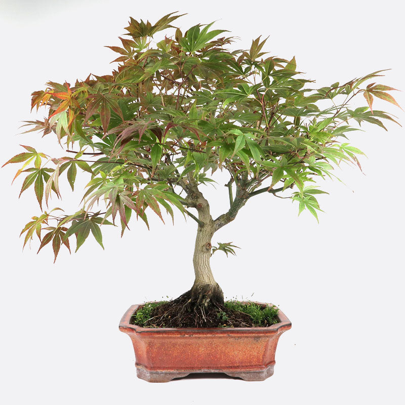 Gartenbonsai A-Z