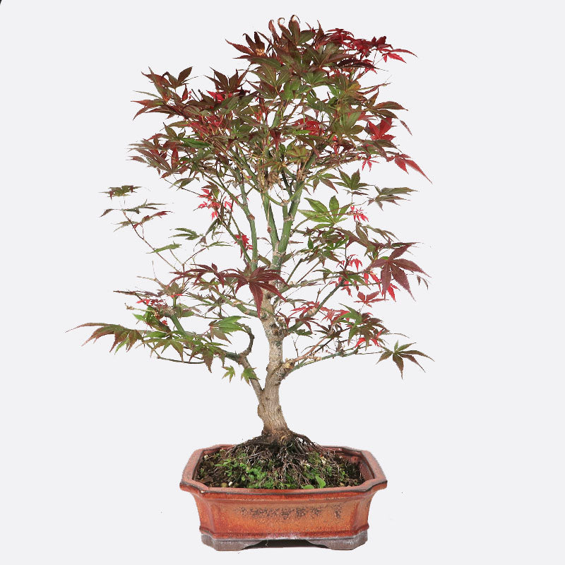 Gartenbonsai A-Z