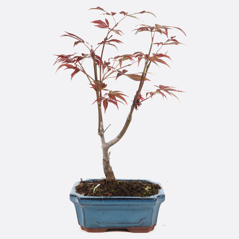 Acer atropurpureum - Roter Fächerahorn, ca. 7-8 jährig, 30-35 cm, Gartenbonsai