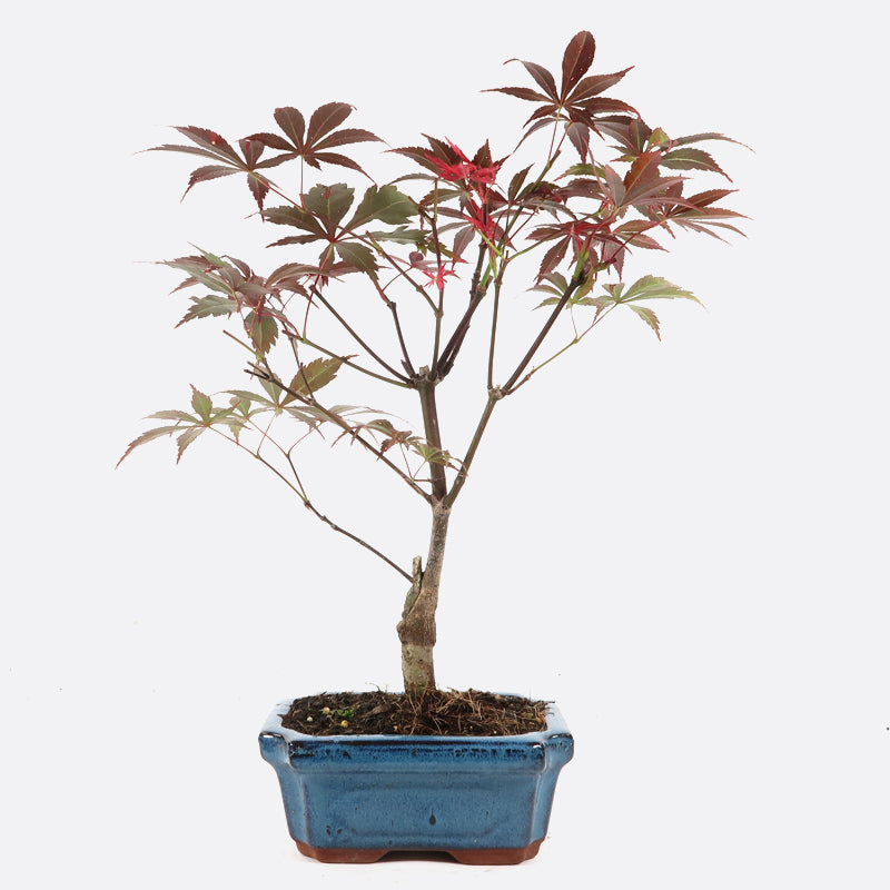 Acer atropurpureum - Roter Fächerahorn, ca. 7-8 jährig, 30-35 cm, Gartenbonsai