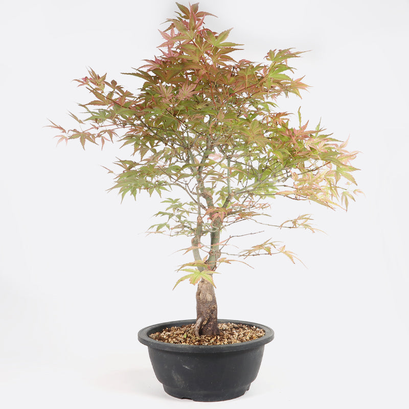 Acer beni chidori- Japanischer Fächerahorn, ca. 18 jährig, ca. 50-55 cm, Gartenbonsai