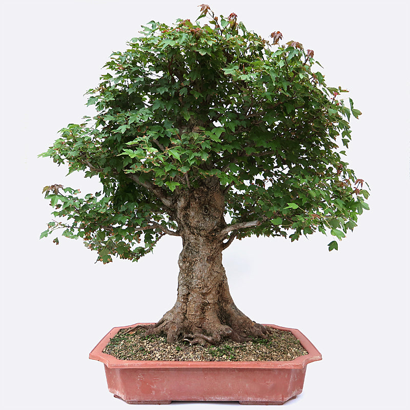 Acer buergerianum - Dreispitzahorn, 45 jährig, ca. 88 cm, Gartenbonsai