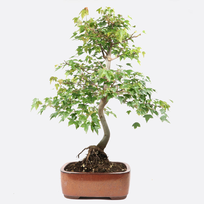 Acer buergerianum - Dreispitzahorn, 17 jährig, 55-60 cm, Gartenbonsai