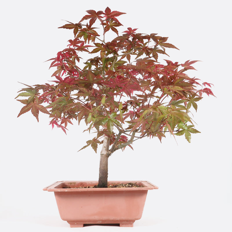 Acer deshojo - Rotgrüner Fächerahorn, ca. 10 jährig, ca. 25-30 cm, Gartenbonsai
