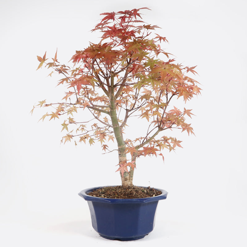 Acer deshojo - Rotgrüner Fächerahorn, ca. 16 jährig, ca. 45-50 cm, Gartenbonsai
