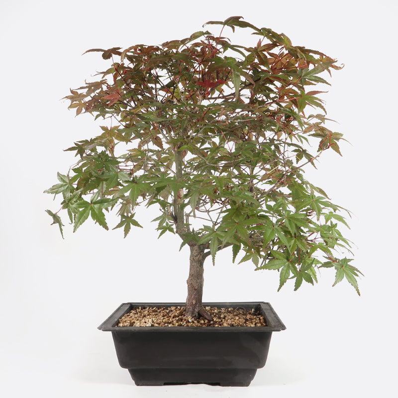 Acer deshojo - Rotgrüner Fächerahorn, ca. 13 jährig, ca. 35-40 cm, Gartenbonsai