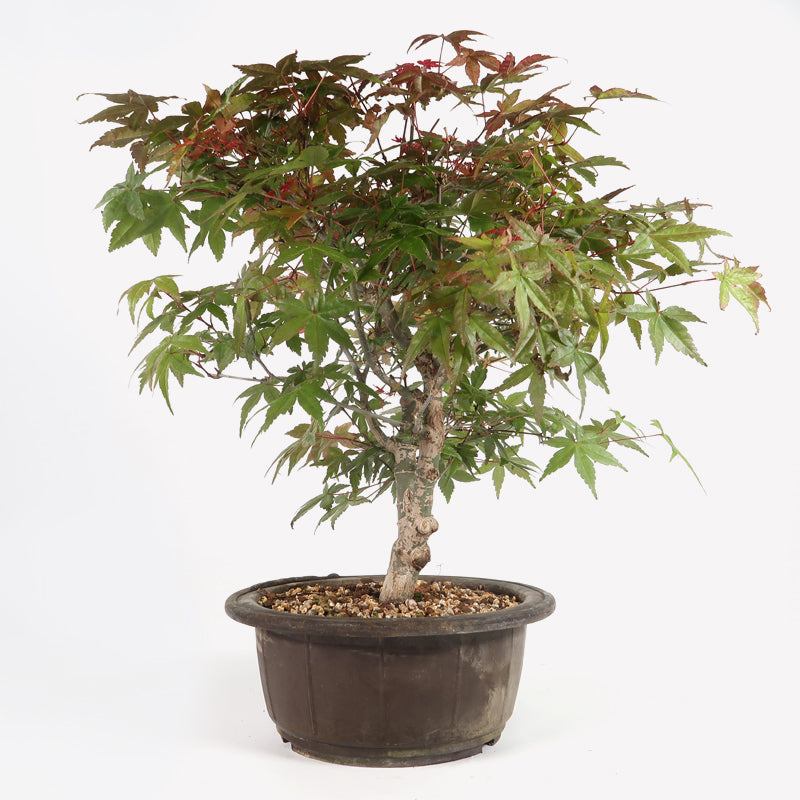 Acer deshojo - Rotgrüner Fächerahorn, ca. 13-14 jährig, ca. 35-40 cm, Gartenbonsai