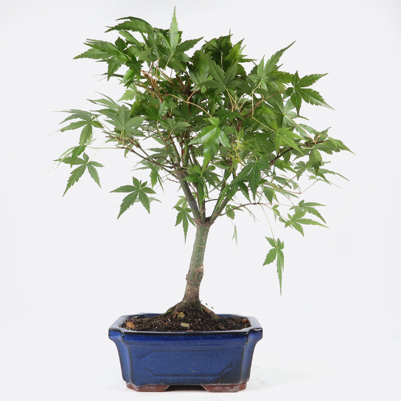 Acer deshojo - Rotgrüner Fächerahorn, ca. 8 jährig, ca. 30-35 cm, Gartenbonsai