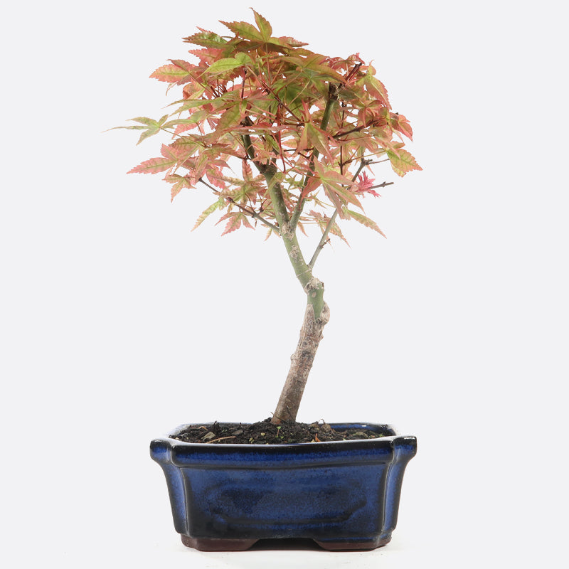 Acer deshojo - Rotgrüner Fächerahorn, ca. 7 bis 8 jährig, ca. 25-28 cm, Gartenbonsai