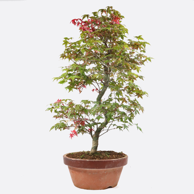 Acer deshojo - Rotgrüner Fächerahorn, ca. 19 jährig, ca. 60-65 cm, Gartenbonsai