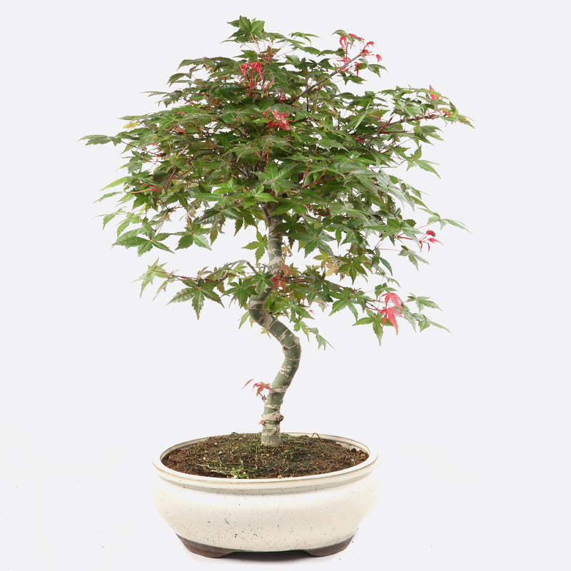 Acer deshojo - Rotgrüner Fächerahorn, ca. 19 jährig, ca. 55-60 cm, Gartenbonsai