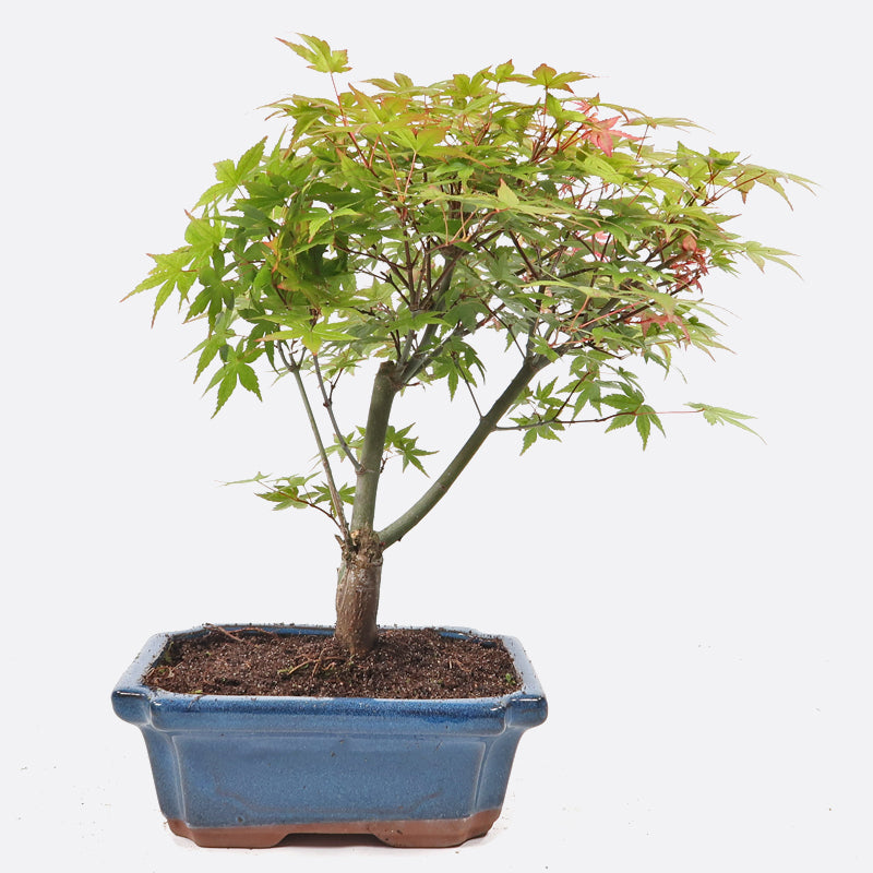 Acer deshojo - Rotgrüner Fächerahorn, ca. 10 jährig, ca. 30-35 cm, Gartenbonsai