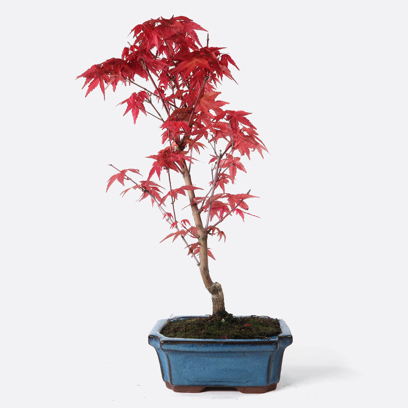 Acer deshojo - Rotgrüner Fächerahorn, ca. 7-8 jährig, ca. 30-35 cm, Gartenbonsai