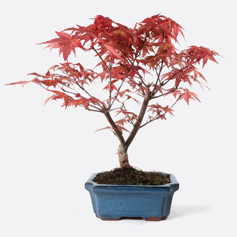 Acer deshojo - Rotgrüner Fächerahorn, ca. 7-8 jährig, ca. 30-35 cm, Gartenbonsai