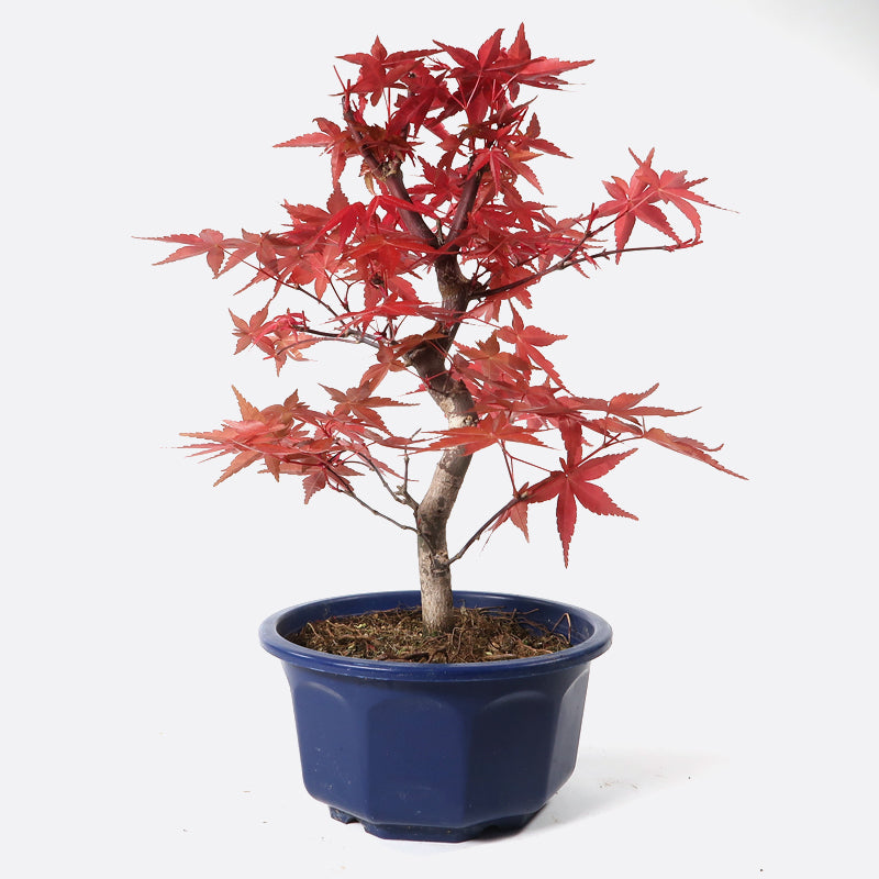 Acer deshojo - Rotgrüner Fächerahorn, ca. 10 jährig, ca. 35-40 cm, Gartenbonsai