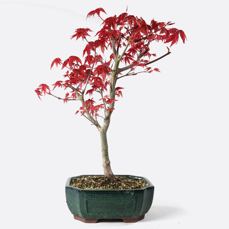 Acer deshojo - Rotgrüner Fächerahorn, ca. 10 jährig, ca. 30-35 cm, Gartenbonsai