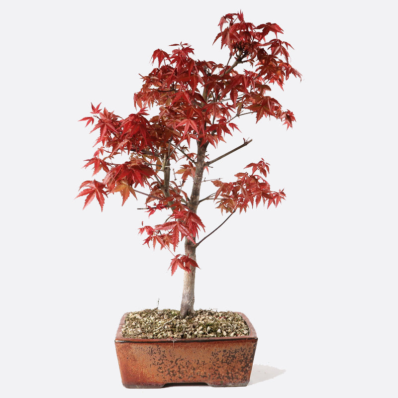 Acer deshojo - Rotgrüner Fächerahorn, ca. 10 jährig, ca. 40-45 cm, Gartenbonsai