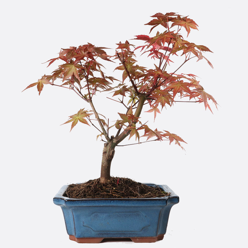 Acer deshojo - Rotgrüner Fächerahorn, ca. 8-9 jährig, ca. 35-40 cm, Gartenbonsai