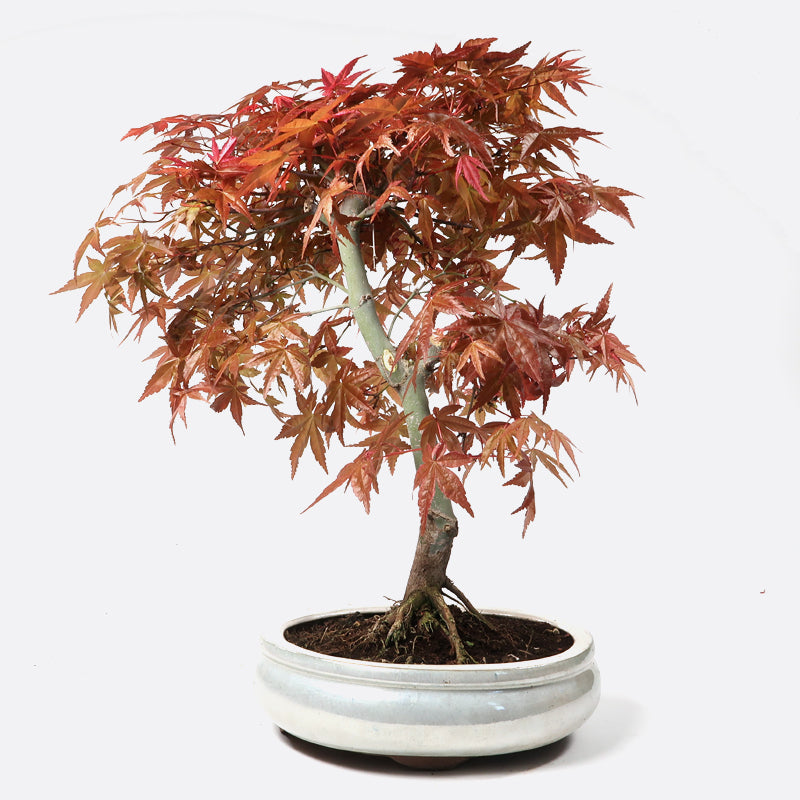 Acer deshojo - Rotgrüner Fächerahorn, ca. 14 jährig, ca. 40-45 cm, Gartenbonsai