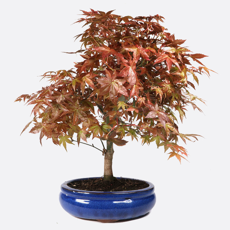 Acer deshojo - Rotgrüner Fächerahorn, ca. 14 jährig, ca. 40-45 cm, Gartenbonsai