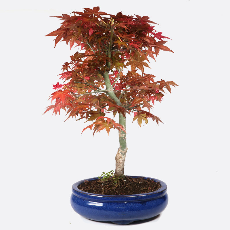 Acer deshojo - Rotgrüner Fächerahorn, ca. 14 jährig, ca. 45-50 cm, Gartenbonsai
