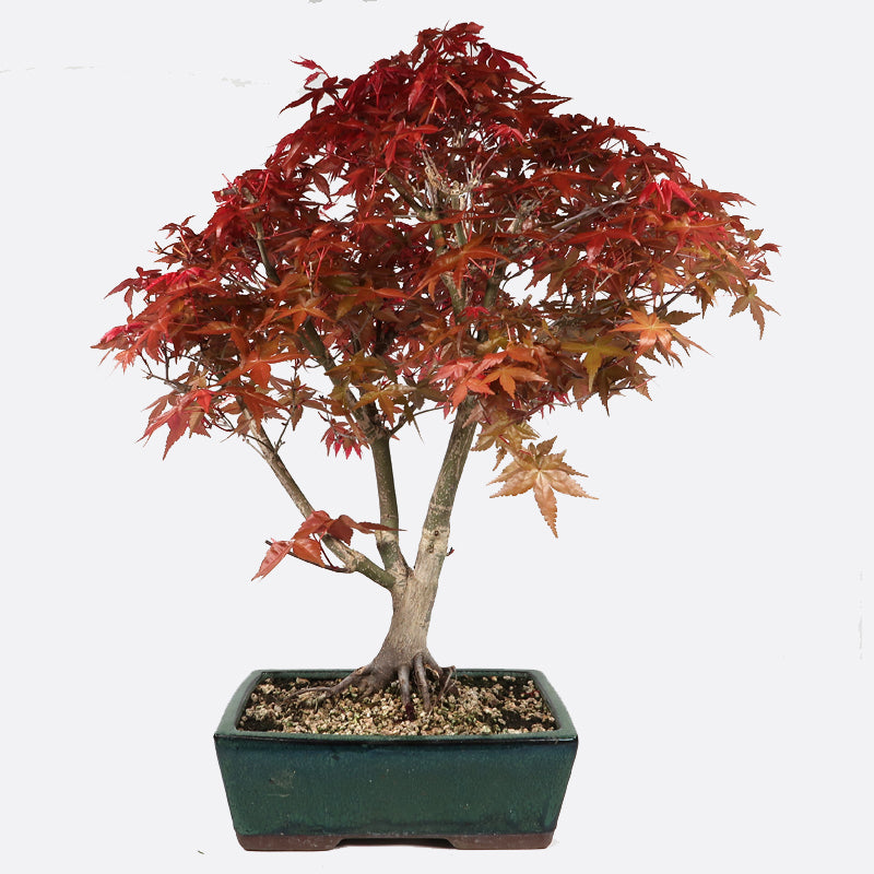 Acer deshojo - Rotgrüner Fächerahorn, ca. 16 jährig, ca. 45-50 cm, Gartenbonsai